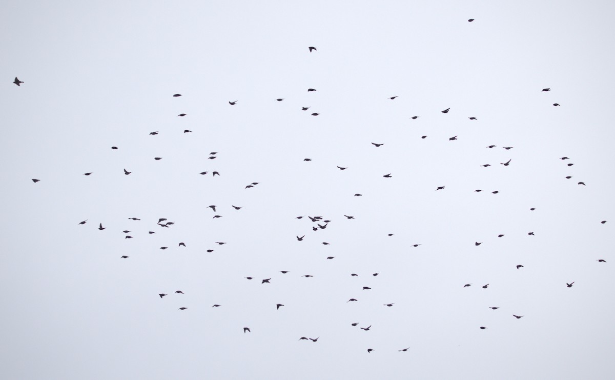 Ampelis Europeo - ML646859747