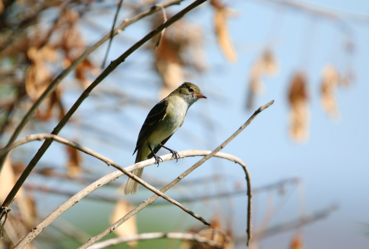 Élénie à bec court - ML646859749