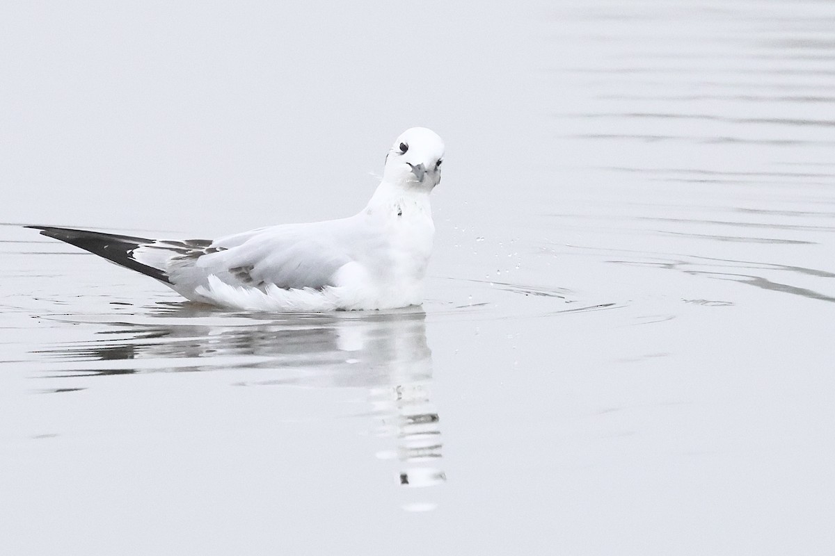 Bonaparte's Gull - ML646859750