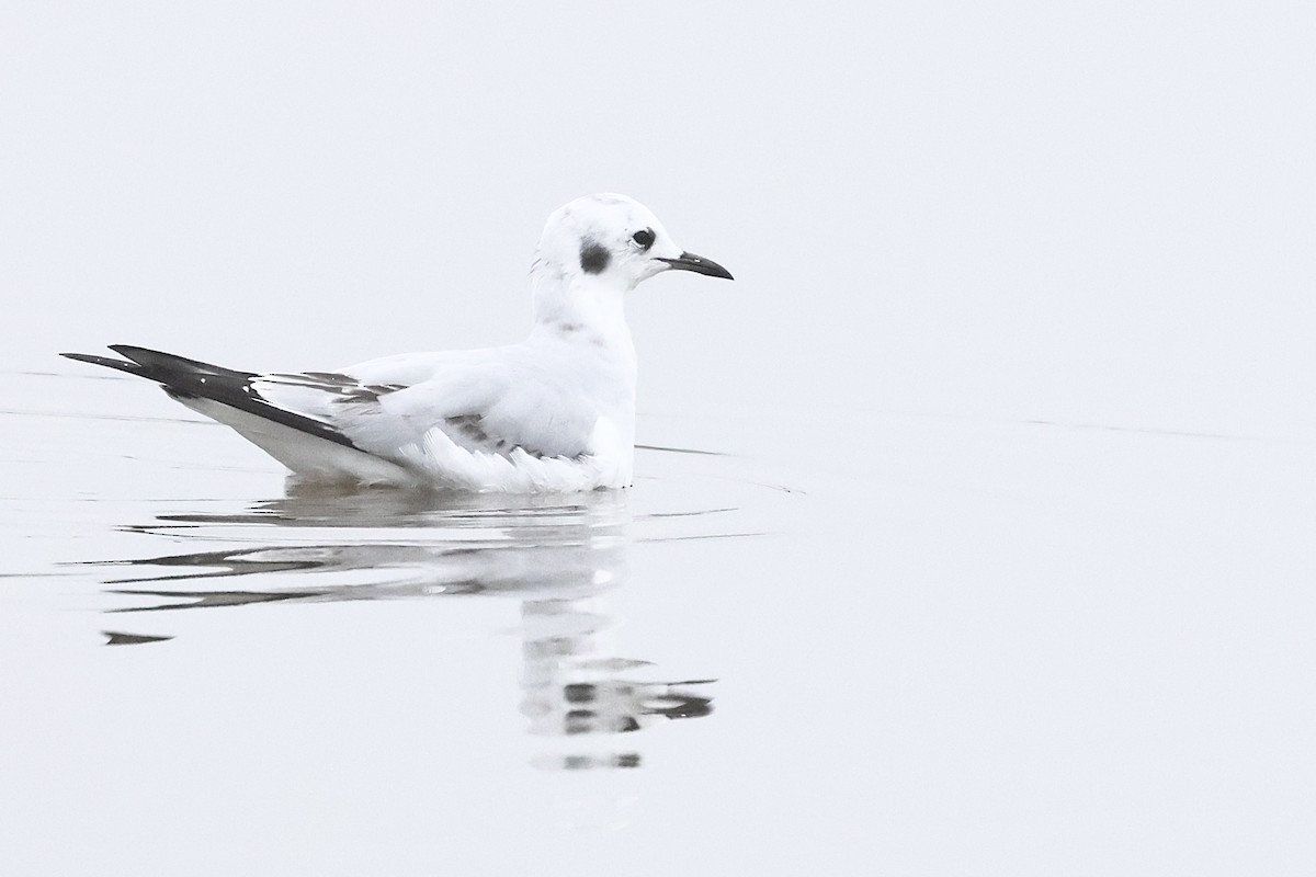 Bonaparte's Gull - ML646859751