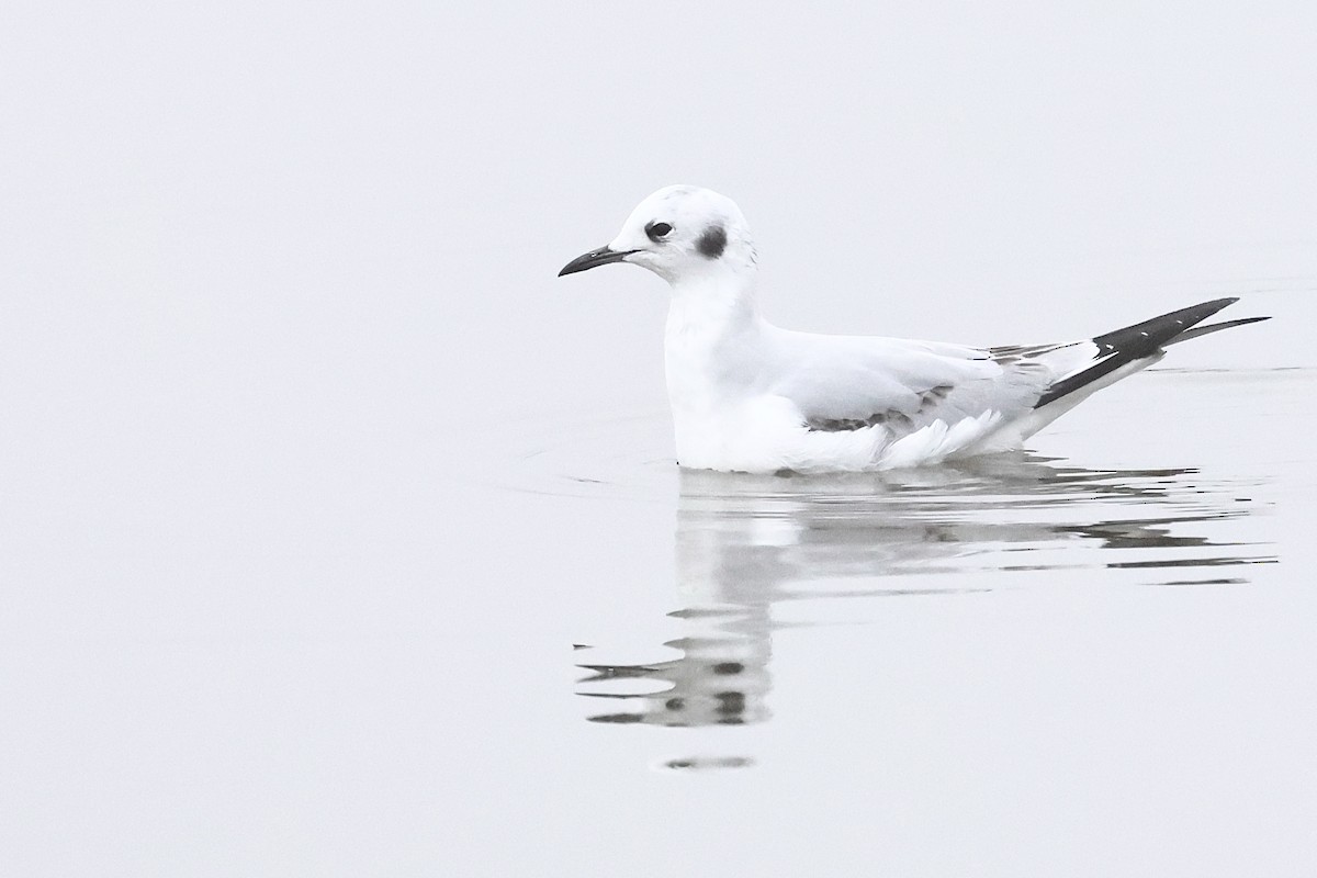 Bonaparte's Gull - ML646859752