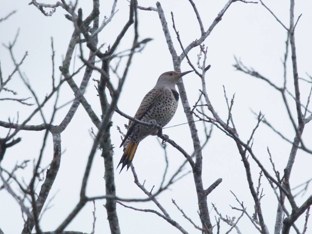 ハシボソキツツキ（auratus／luteus） - ML646859756