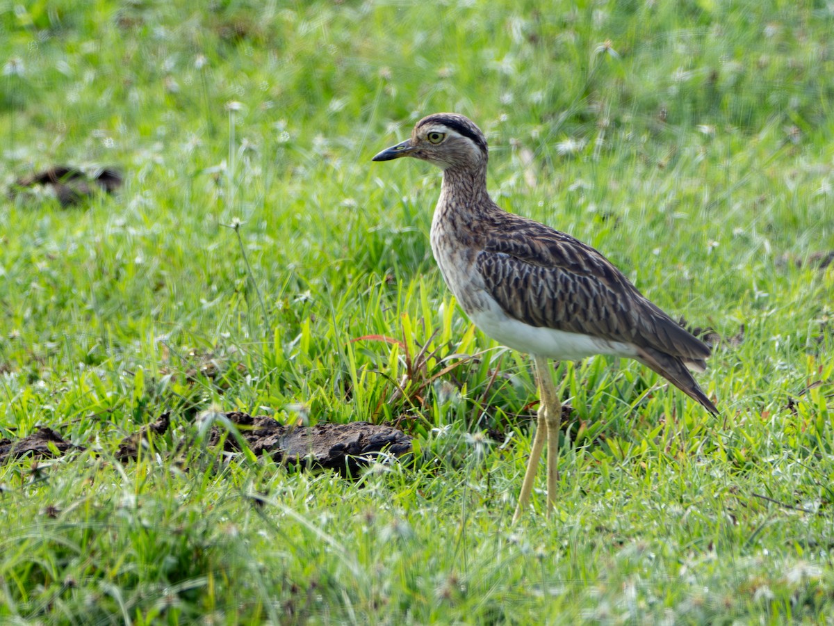 Kaşlı Kocagöz - ML646859757