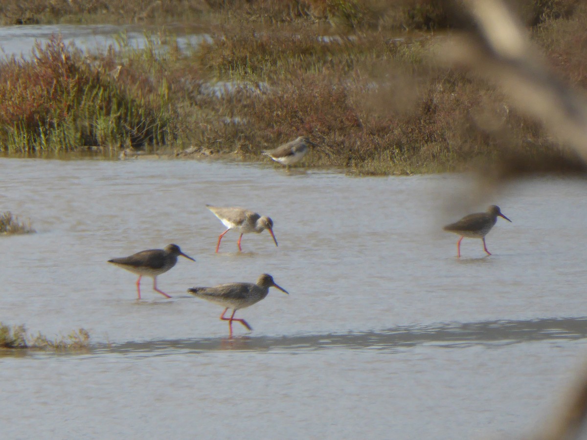 Rotschenkel - ML646859758