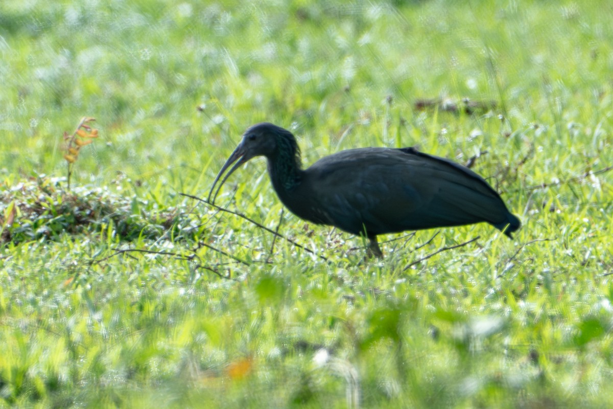 Zümrüt Aynak - ML646859762