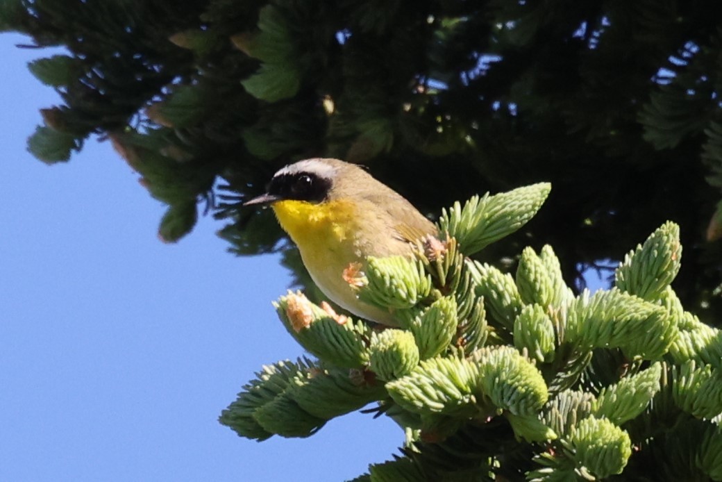 Common Yellowthroat - ML646859764