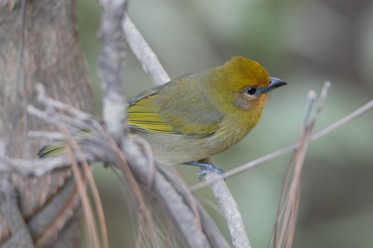 Red-headed Tanager - ML646859768