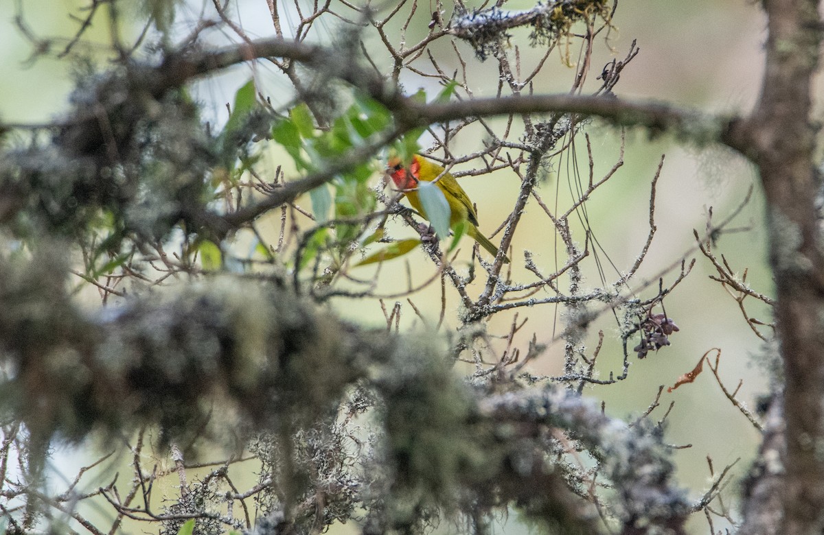 Red-headed Tanager - ML646859769