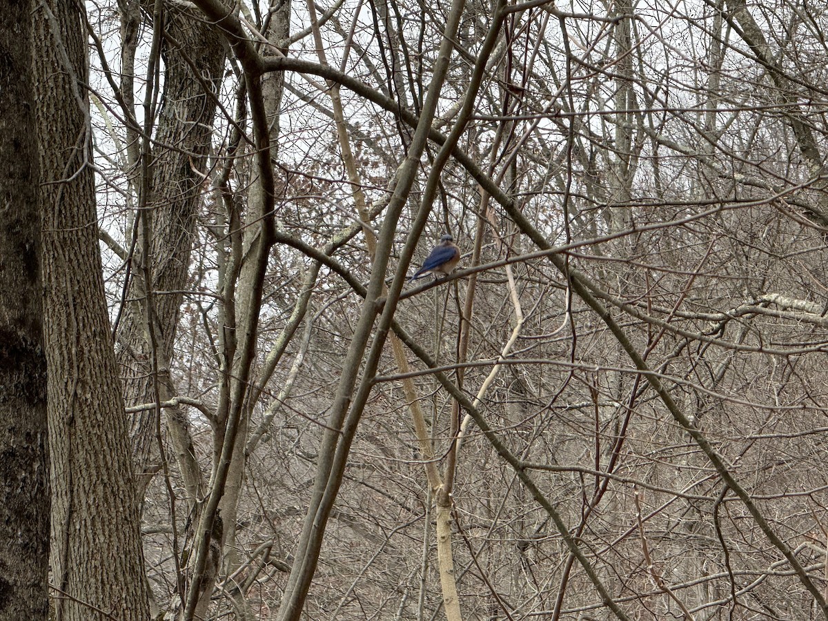 Azulejo Oriental - ML646859770