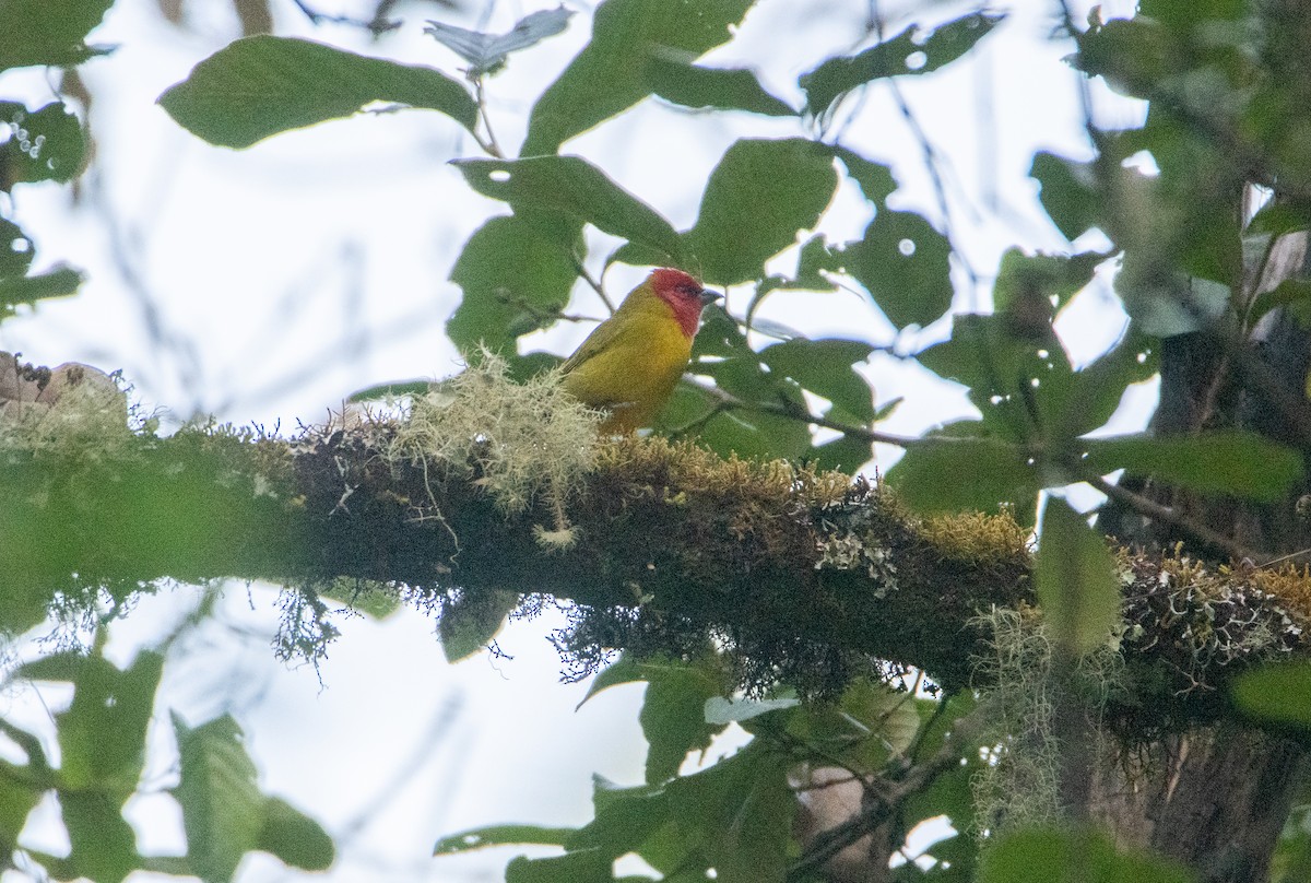 Red-headed Tanager - ML646859771