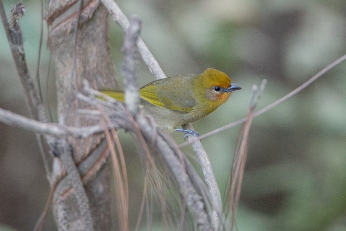 Red-headed Tanager - ML646859772