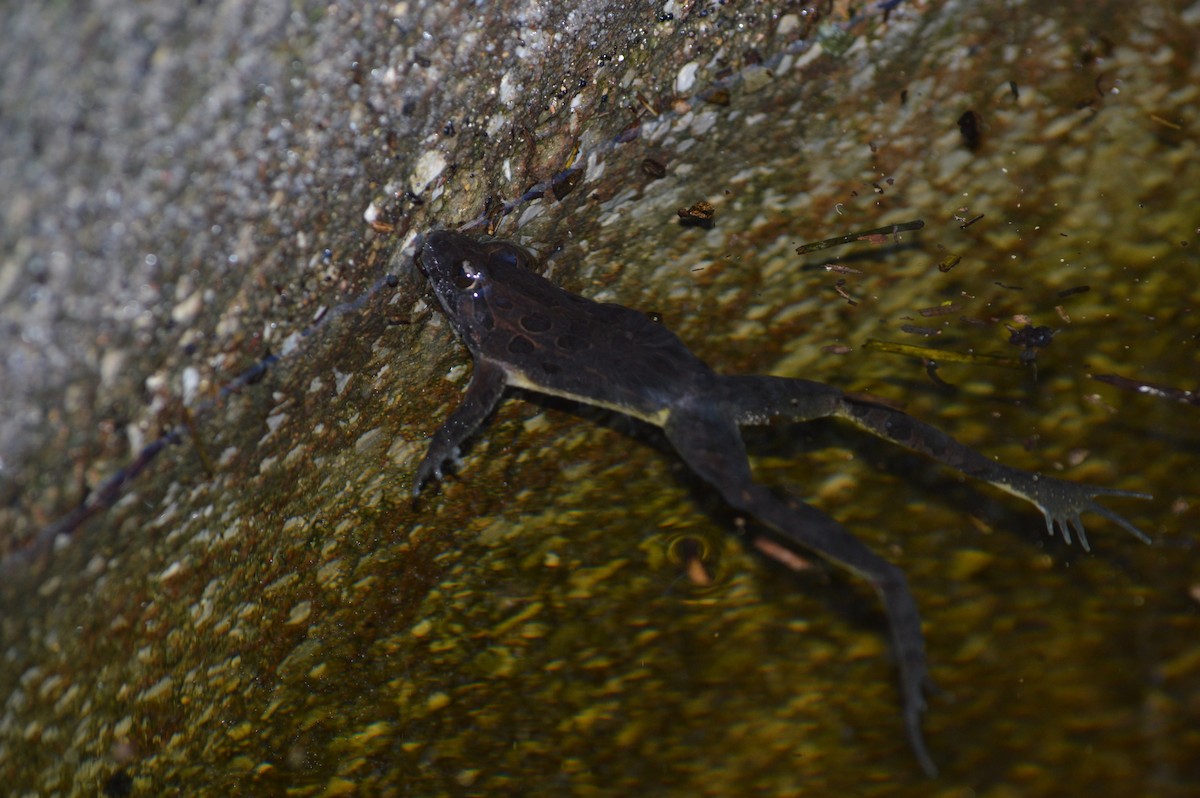 Discoglosso Iberico - ML646859773