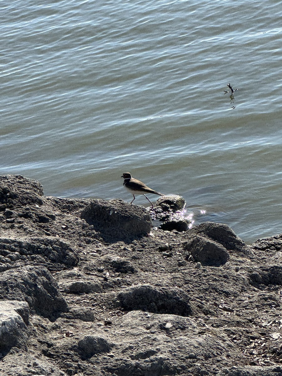 Killdeer - ML646859776