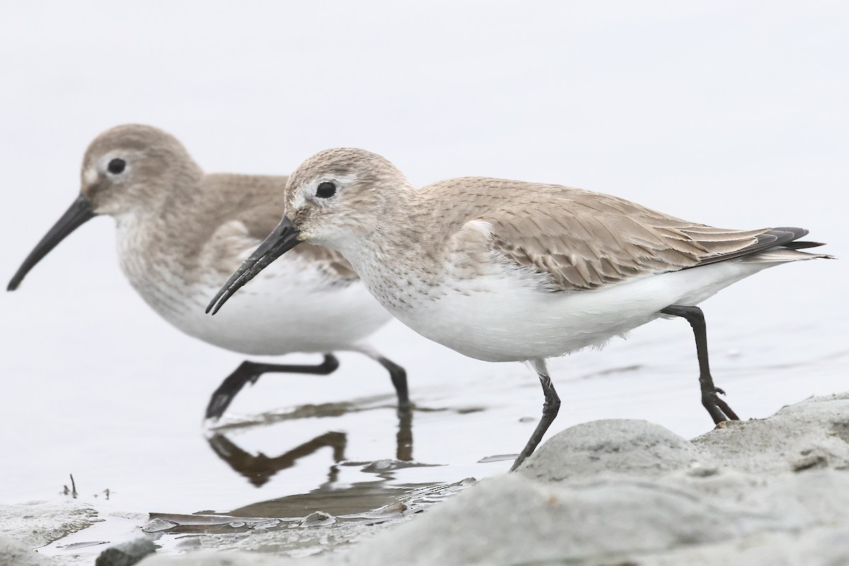 黑腹濱鷸 - ML646859780