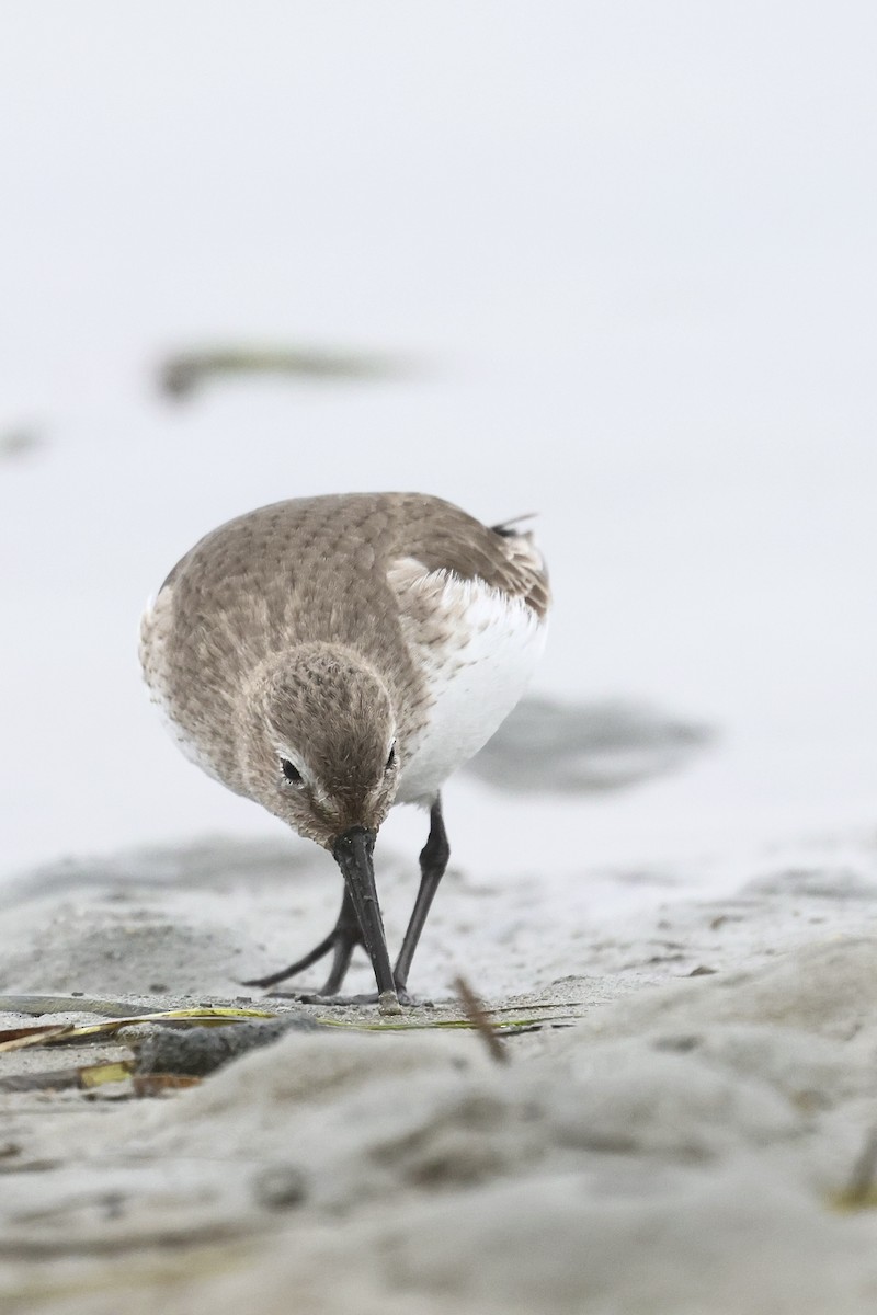 黑腹濱鷸 - ML646859781