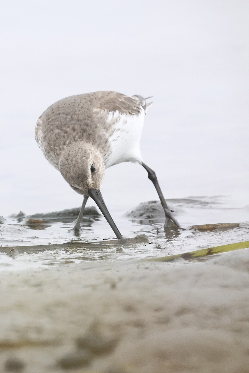 黑腹濱鷸 - ML646859782