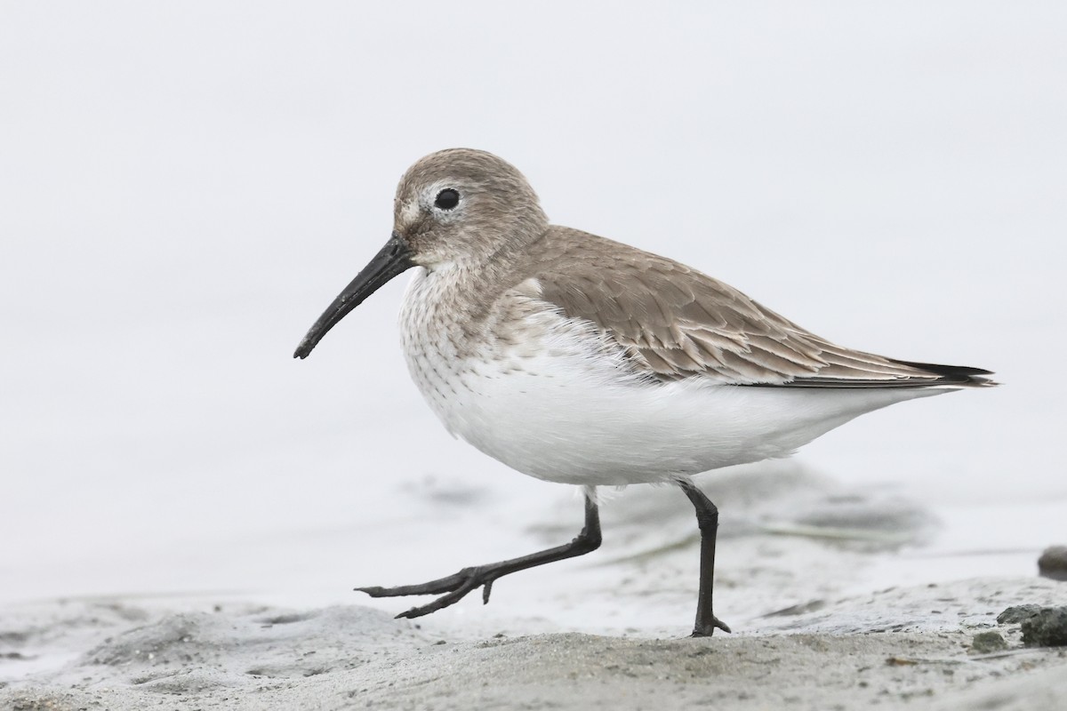 黑腹濱鷸 - ML646859783