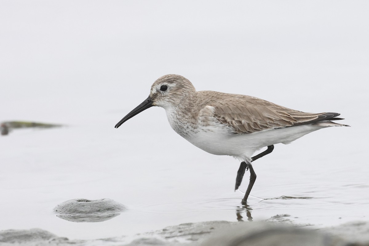 黑腹濱鷸 - ML646859784