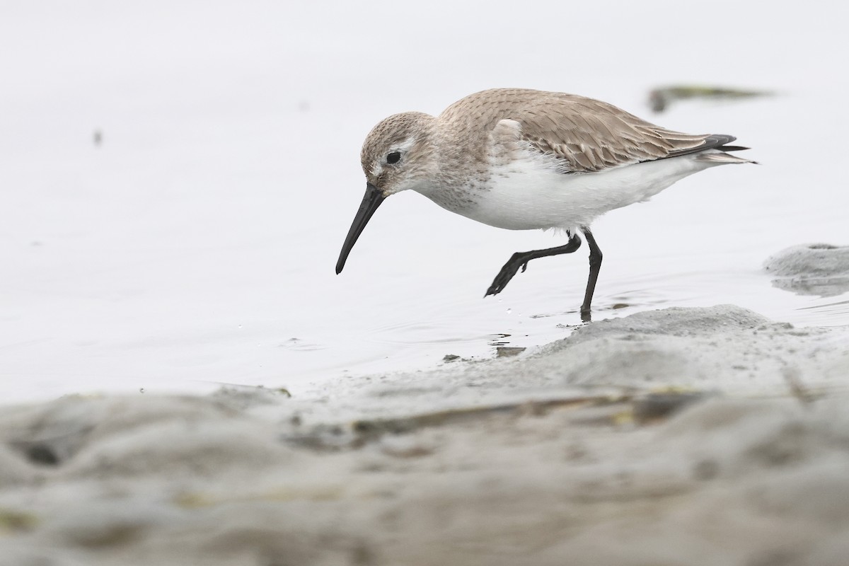 黑腹濱鷸 - ML646859785