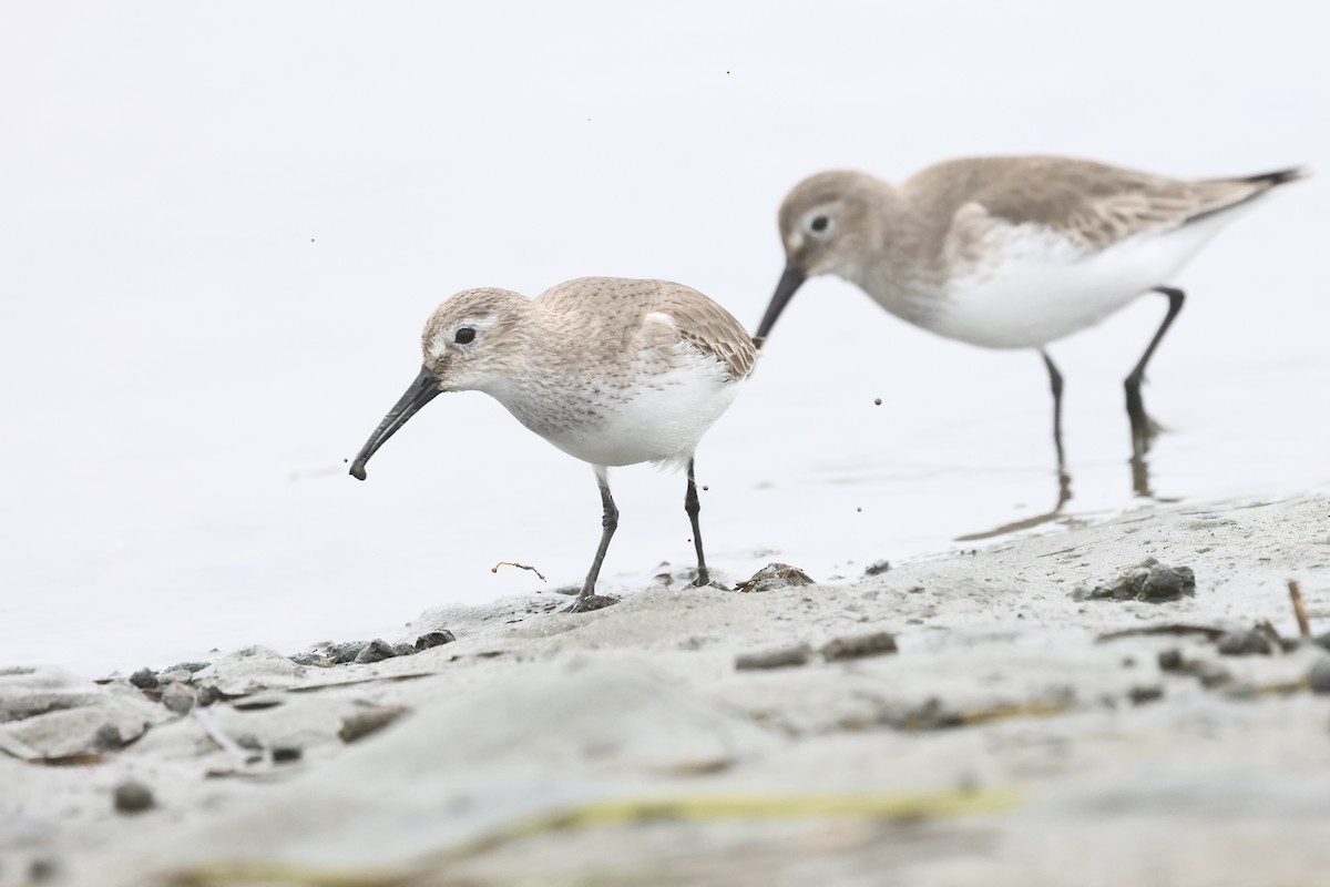 黑腹濱鷸 - ML646859786