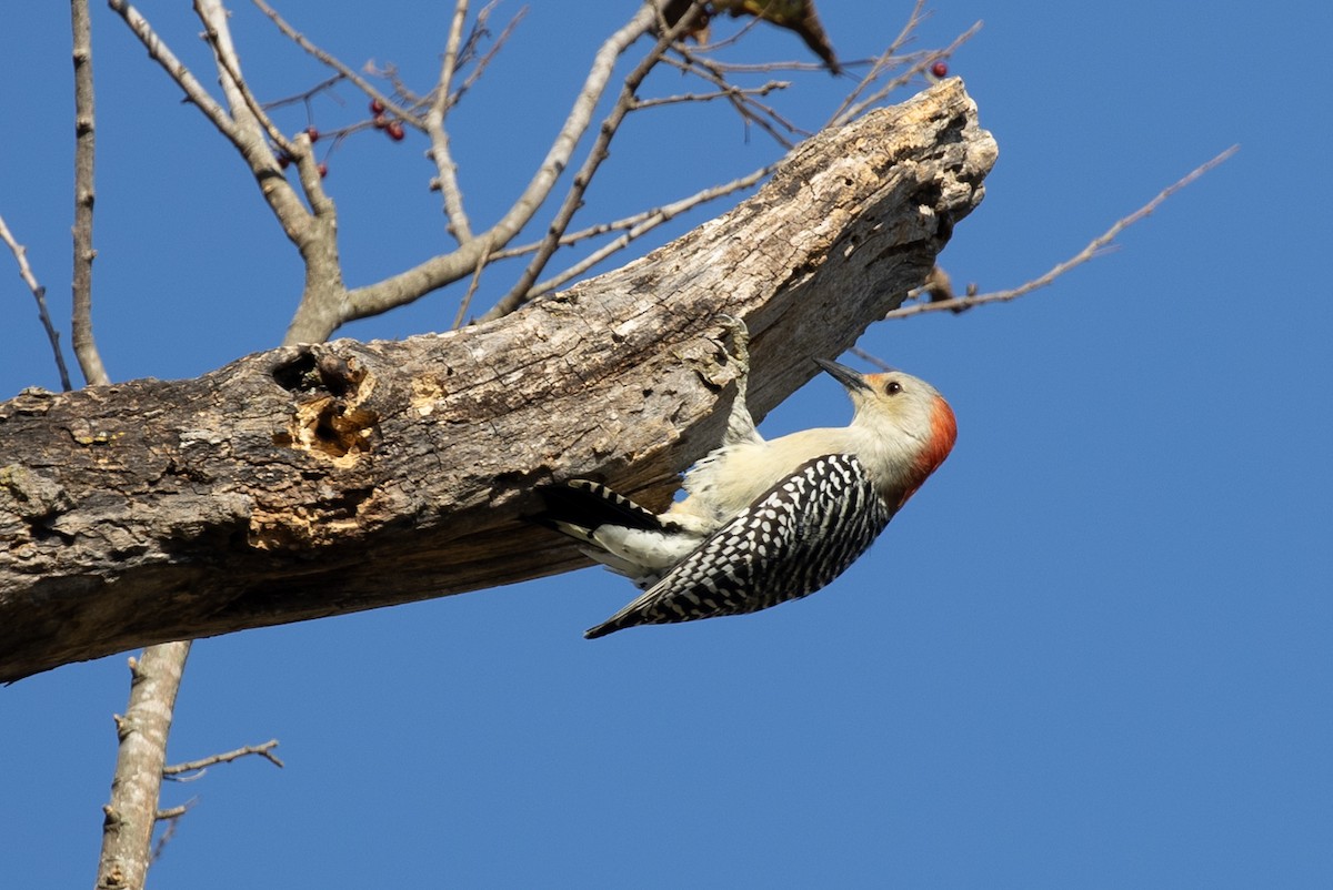 datel karolínský - ML646859787