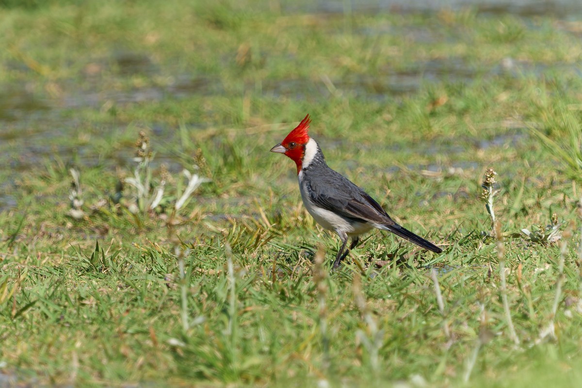 Red-crested Cardinal - ML646859790