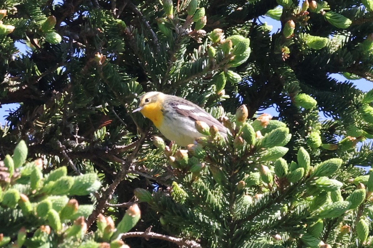 Reinita Gorjinaranja - ML646859791