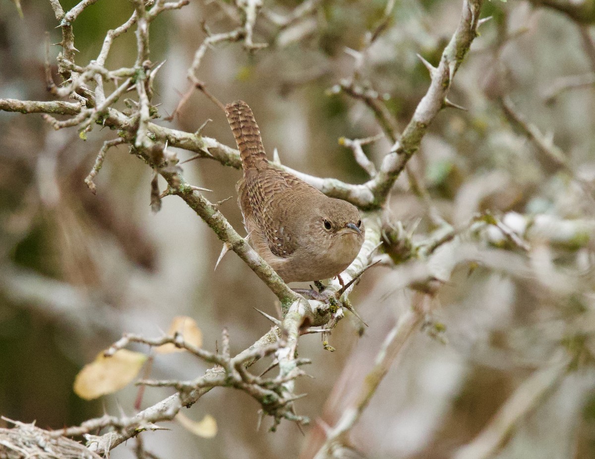 Northern House Wren (Northern) - ML646859792