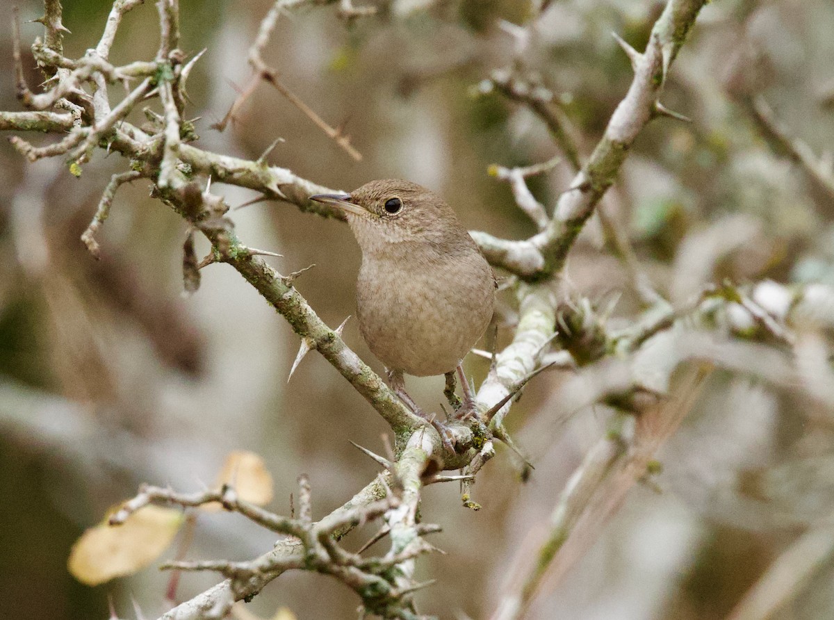Northern House Wren (Northern) - ML646859798