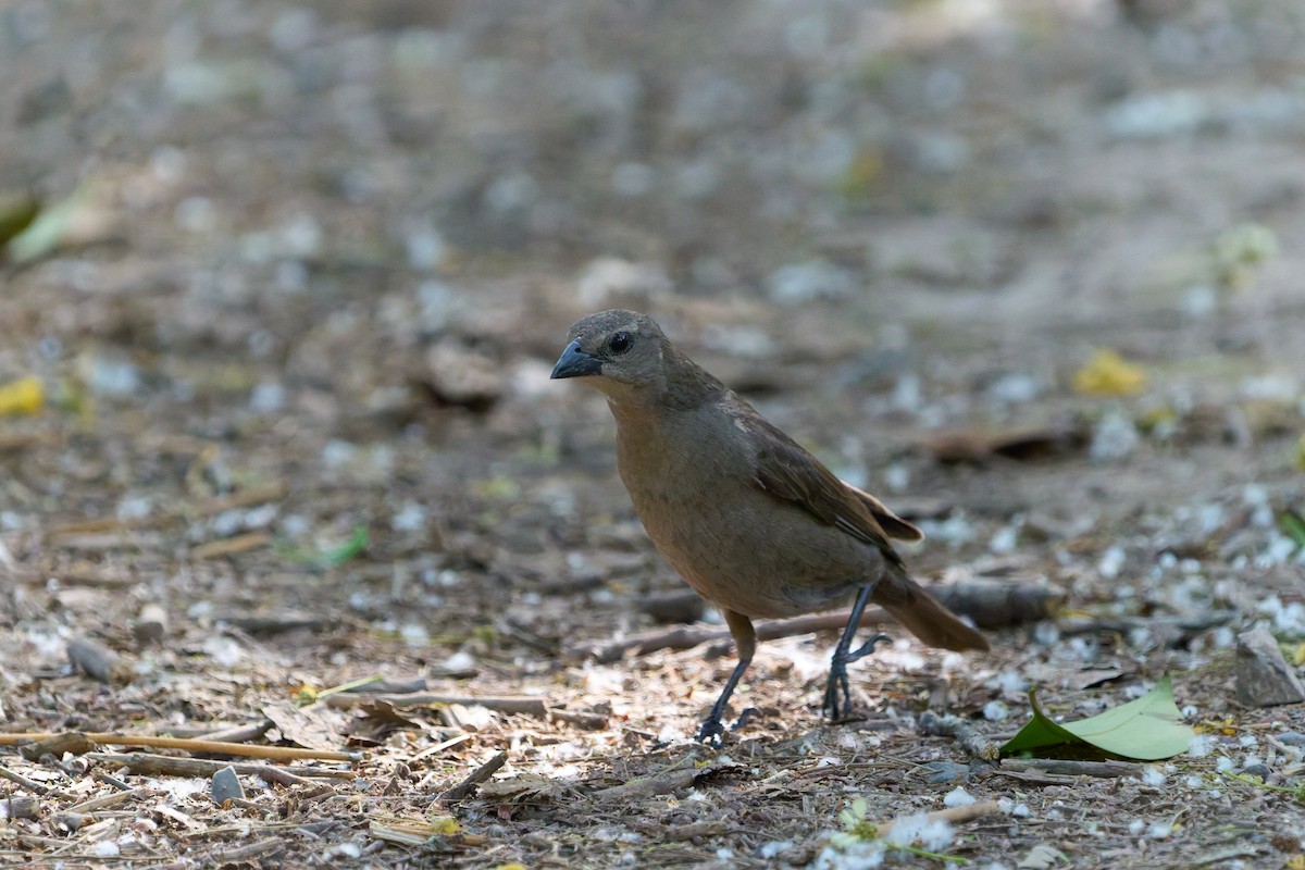 Shiny Cowbird - ML646859799