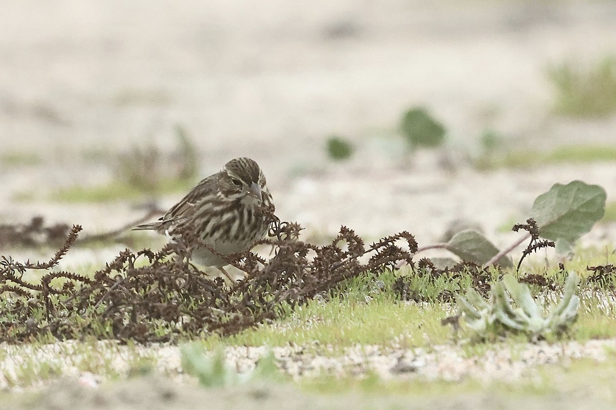 Savannah Sparrow (Large-billed) - ML646859801
