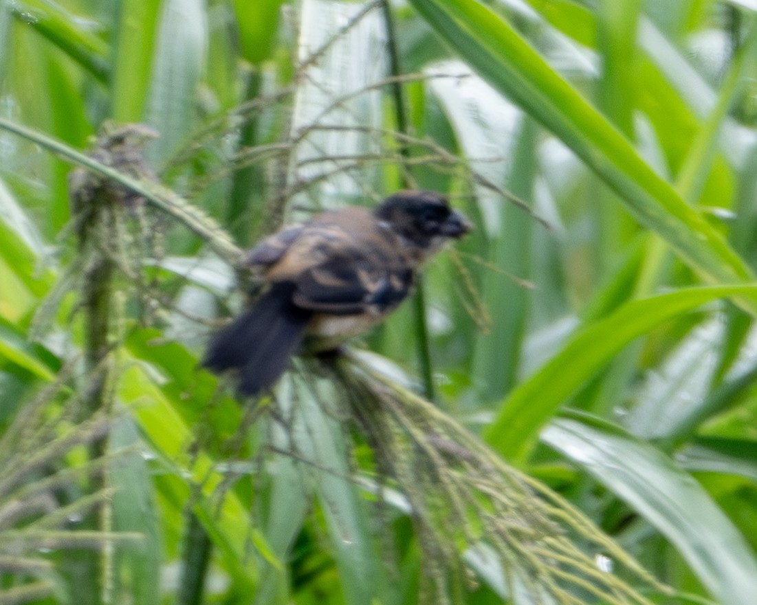 Morelet Tohumculu - ML646859802