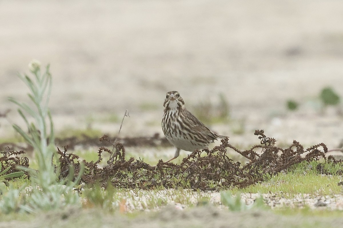 Savannah Sparrow (Large-billed) - ML646859803