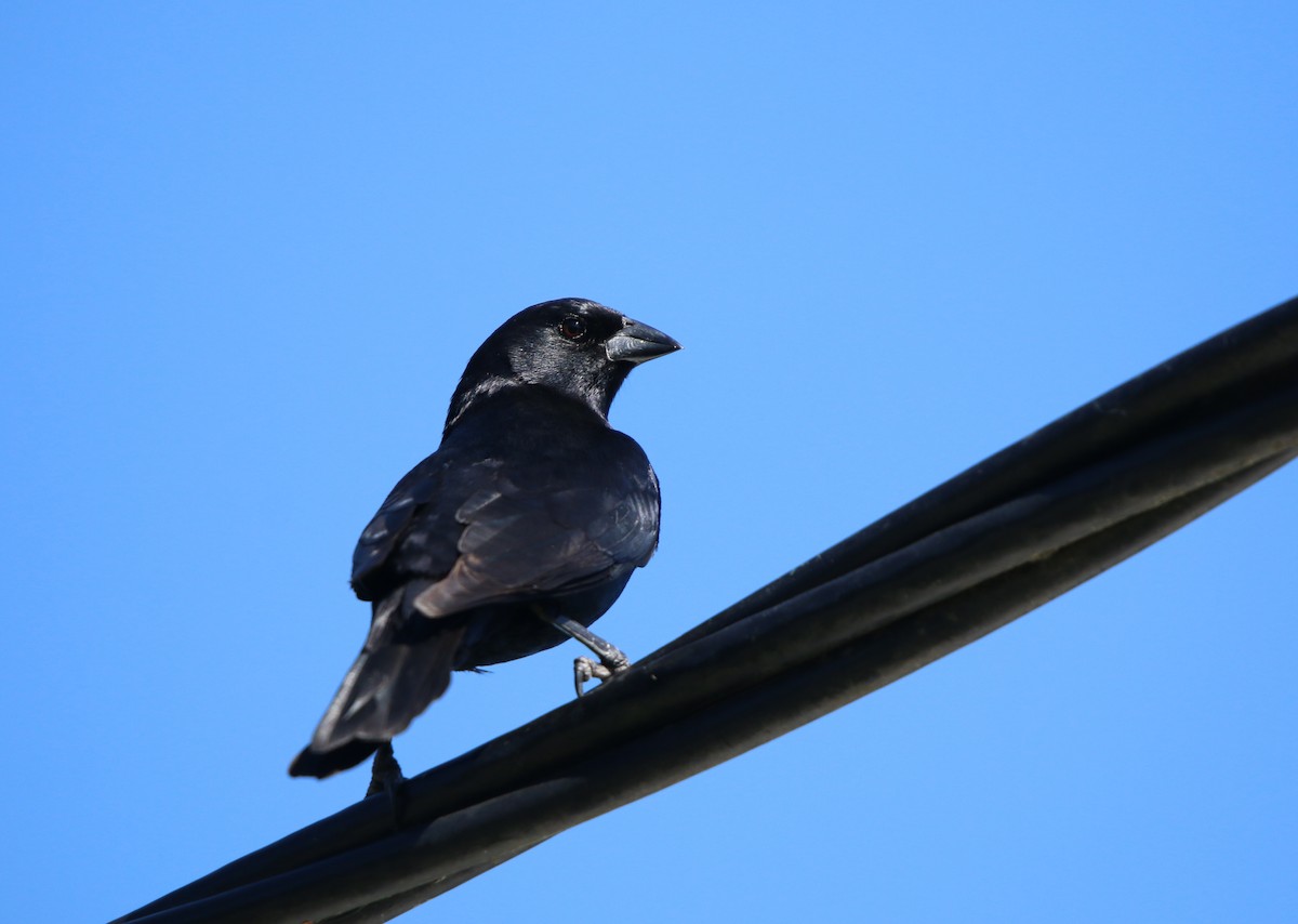 Rotachsel-Kuhstärling - ML646859804