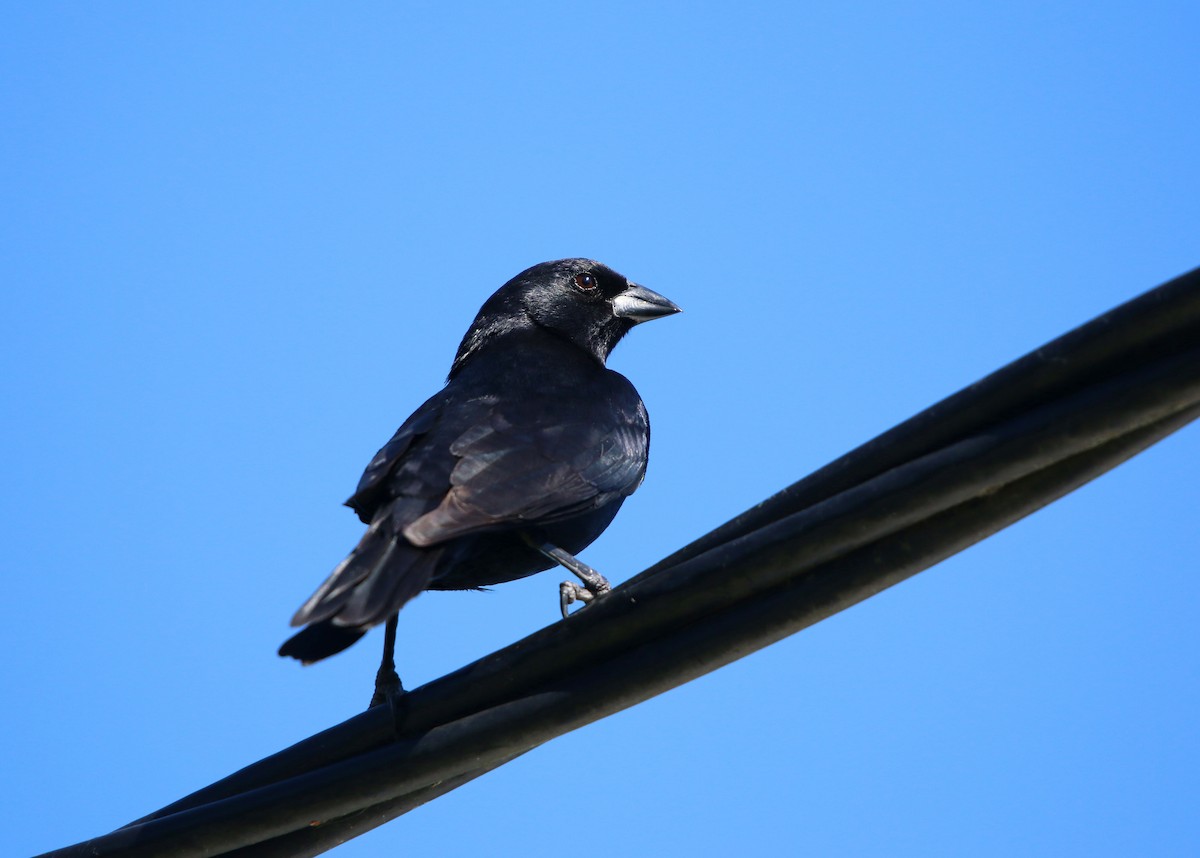 Rotachsel-Kuhstärling - ML646859805