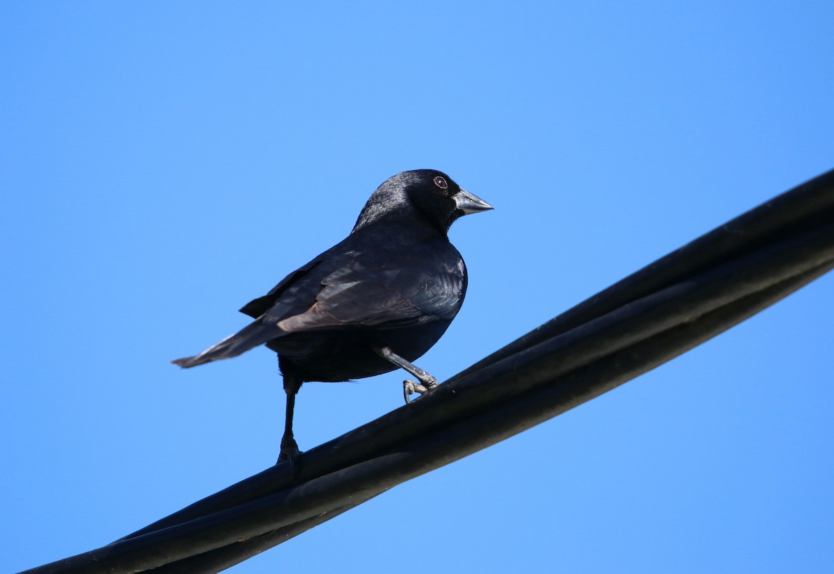 Rotachsel-Kuhstärling - ML646859806