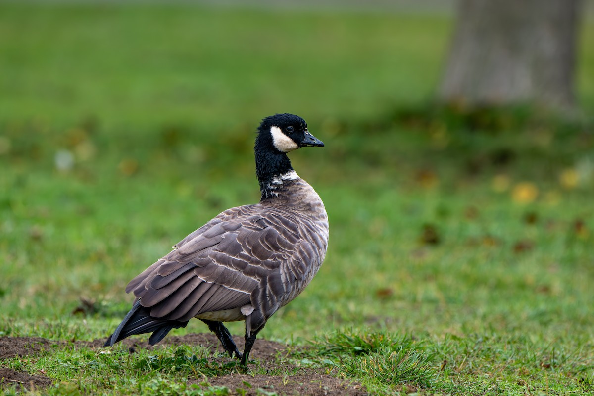 Cackling Goose - ML646859807