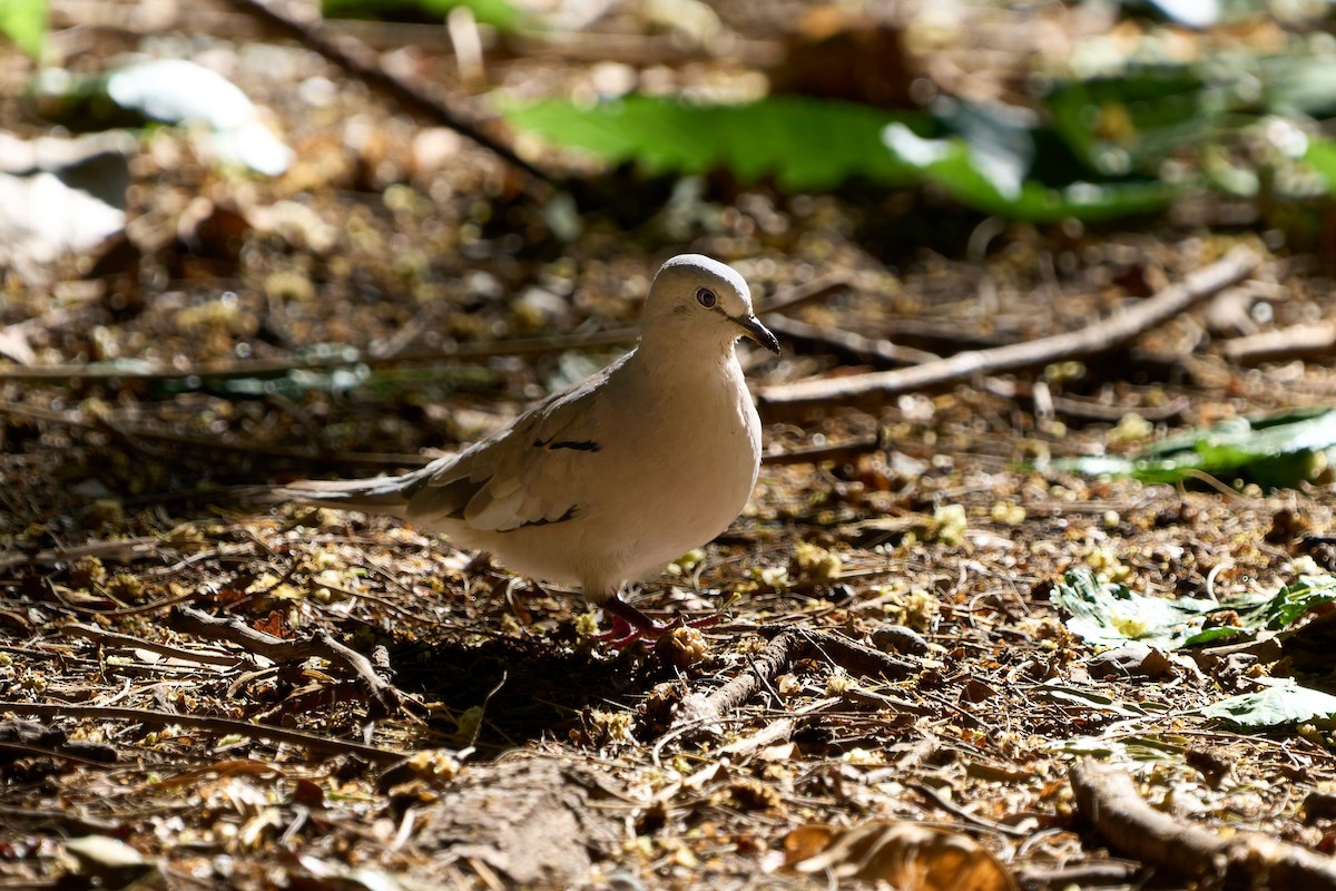 Picui Ground Dove - ML646859808