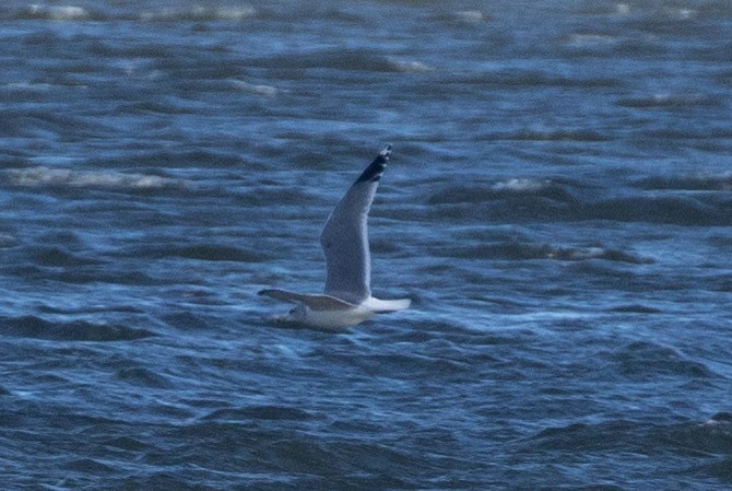 California Gull - ML646859809