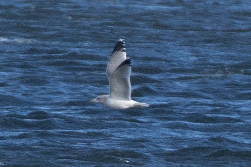 California Gull - ML646859810