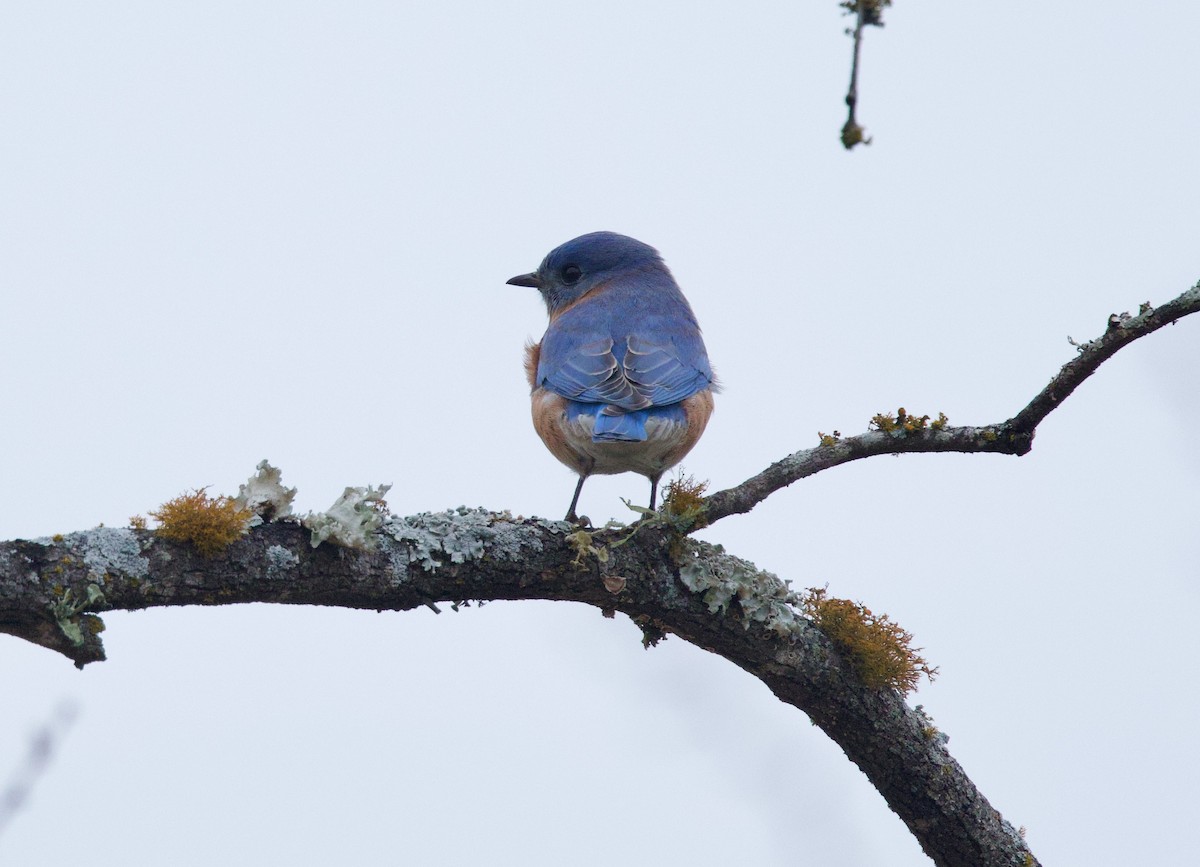 Azulejo Oriental - ML646859813