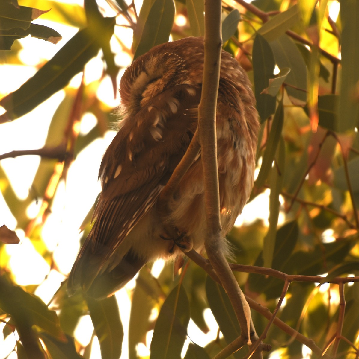 Northern Saw-whet Owl - ML646859814
