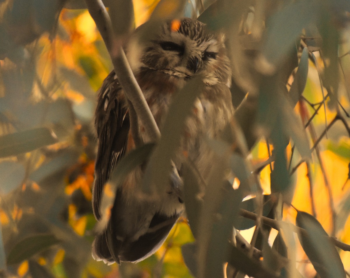 Northern Saw-whet Owl - ML646859815