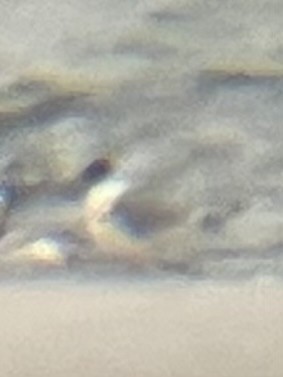 Франклинова чайка - ML646859817