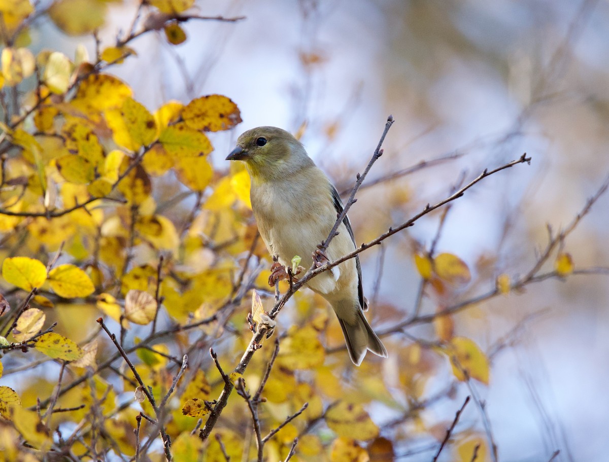 オウゴンヒワ - ML646859822