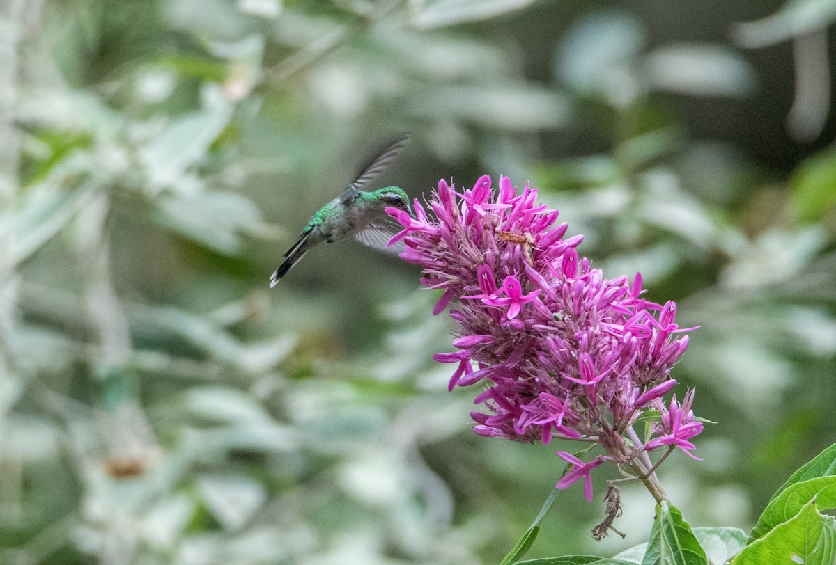 gullkronesmaragd - ML646859823