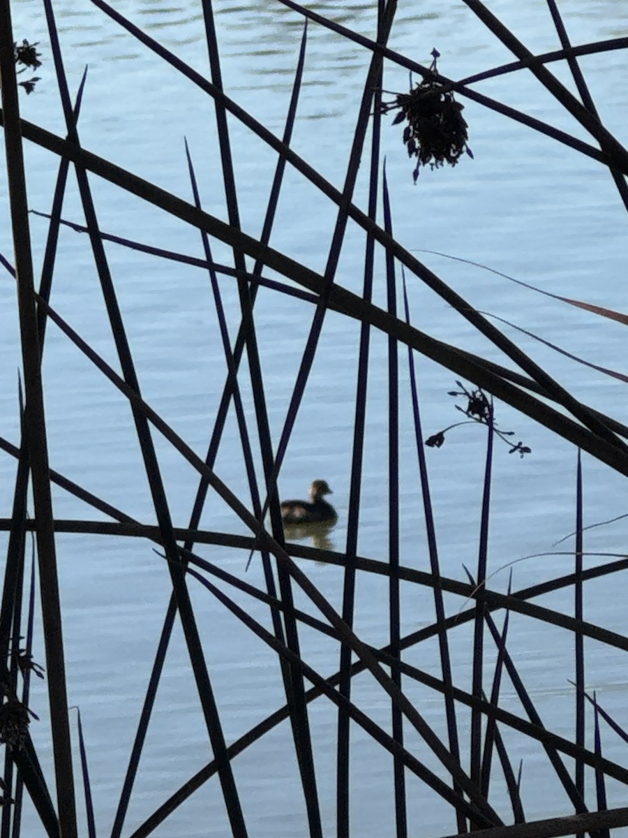 Pied-billed Grebe - ML646859824