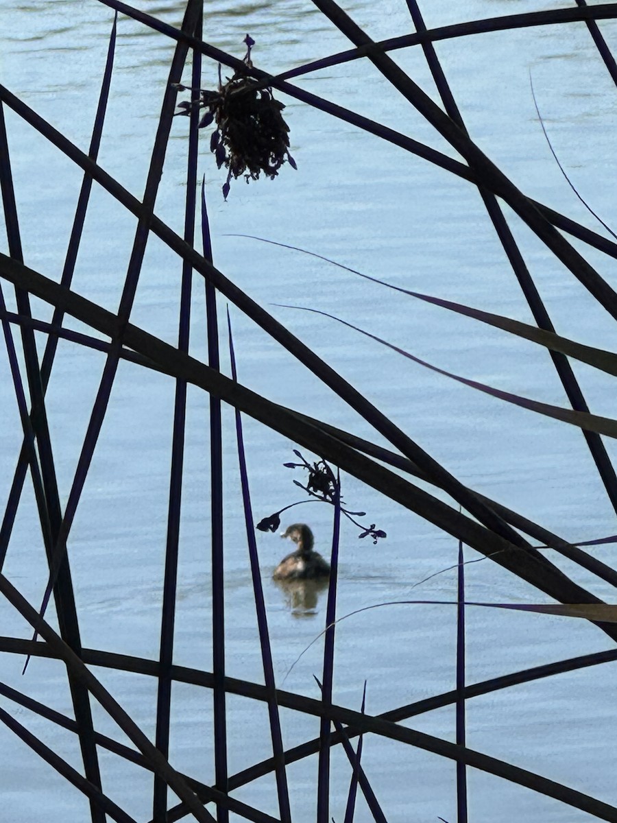Pied-billed Grebe - ML646859825
