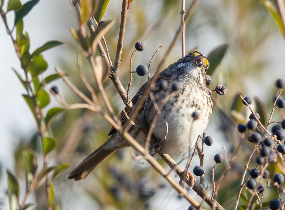 ノドジロシトド - ML646859826