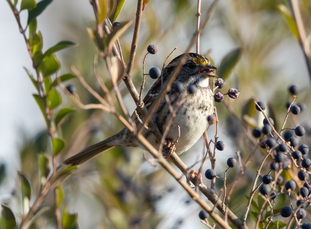 ノドジロシトド - ML646859827